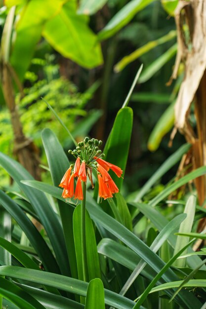 Flor de lirio clivia nobilis