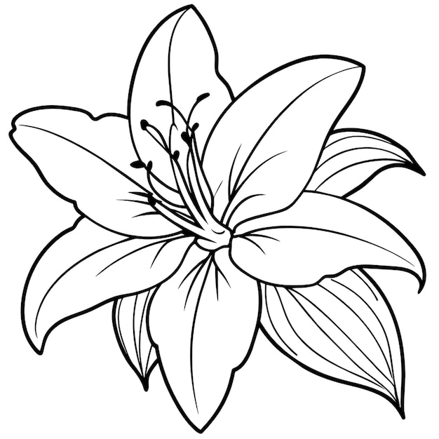flor de lirio dibujo blanco y negro fondo blanco colorear imagen