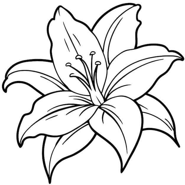 flor de lirio dibujo blanco y negro fondo blanco colorear imagen