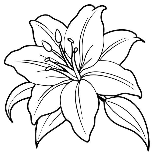 flor de lirio dibujo blanco y negro fondo blanco colorear imagen