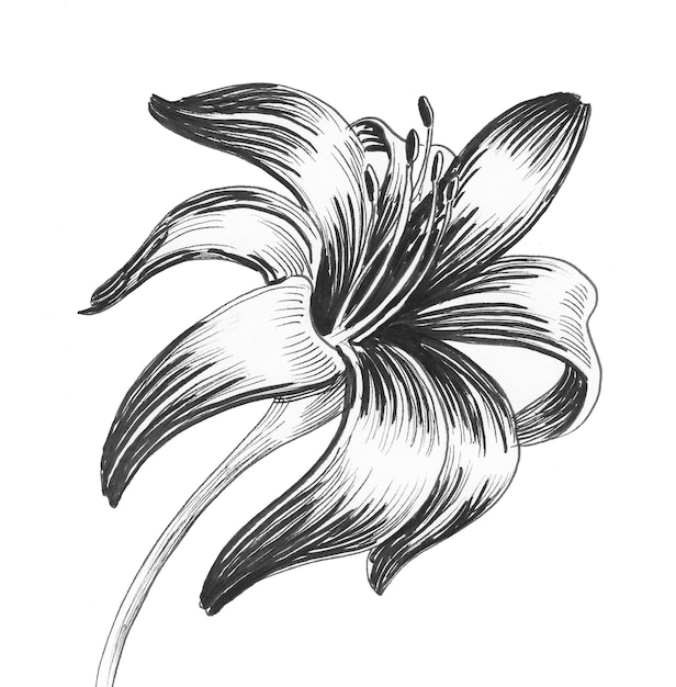 Foto flor del lirio. dibujo a tinta en blanco y negro