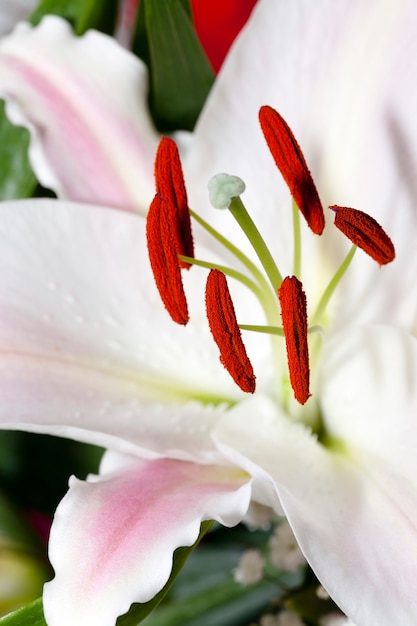 Flor de lirio con estambres, fotografiada de cerca.