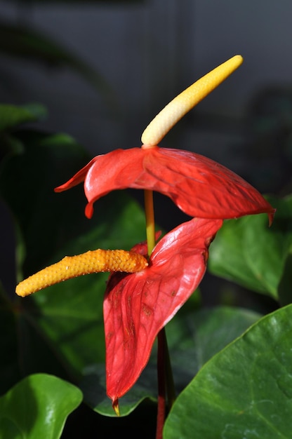 La flor del lirio flamenco rojo Anthurium andreanum