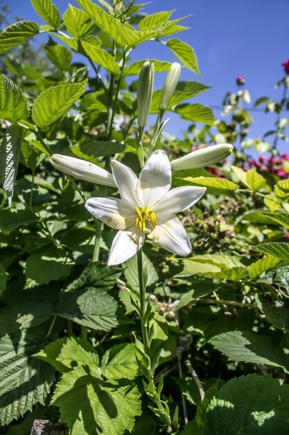 La flor de lirio en la hierba verde