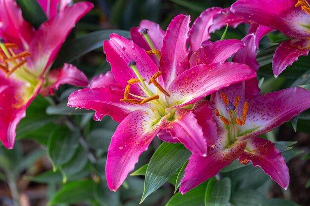 Flor de lirio en jardín en día soleado