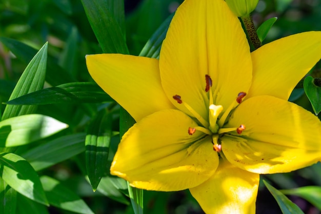 Flor de lirio de jardín floreciente con pétalos amarillos brillantes en una fotografía macro de un día soleado de verano