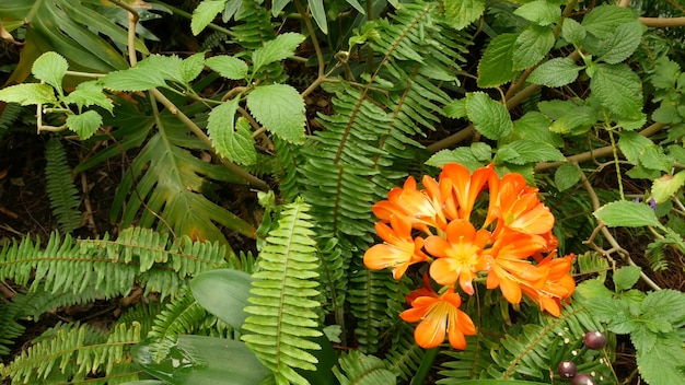 Flor de lirio de kafir arbusto natal. Flor botánica exótica naranja Clivia miniata. Vegetación de jardín tropical