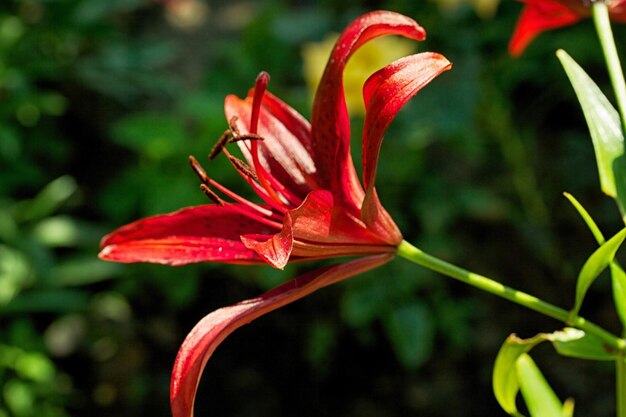 Flor de lirio Lilium