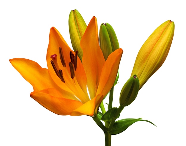 Flor de lirio naranja con capullos aislado sobre un fondo blanco.