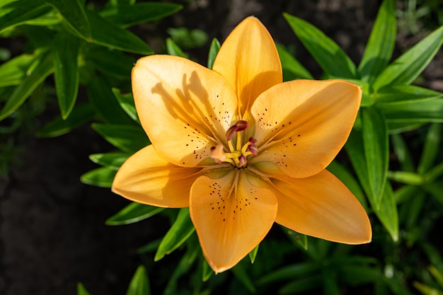 Una flor de lirio naranja en flor en un jardín al atardecer