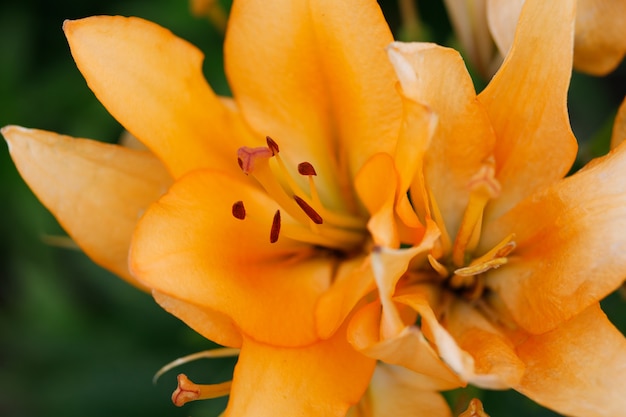 Flor de lirio naranja en primer plano de verano