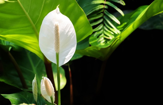 Flor de lirio de paz blanca en el jardín en invierno o primavera Hermosa flor de lirio de paz para el diseño de belleza y agricultura de postal en la naturaleza verde desenfoque de fondo macro punto de enfoque selectivo