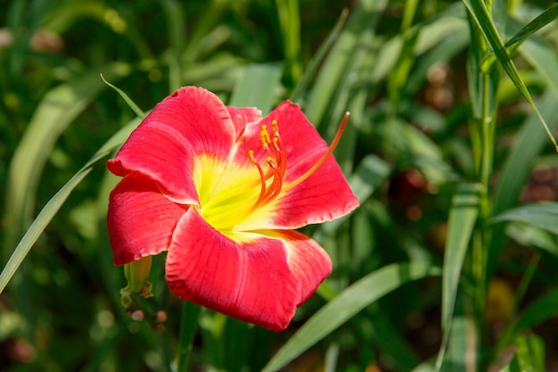 flor de lirio rojo en el jardín