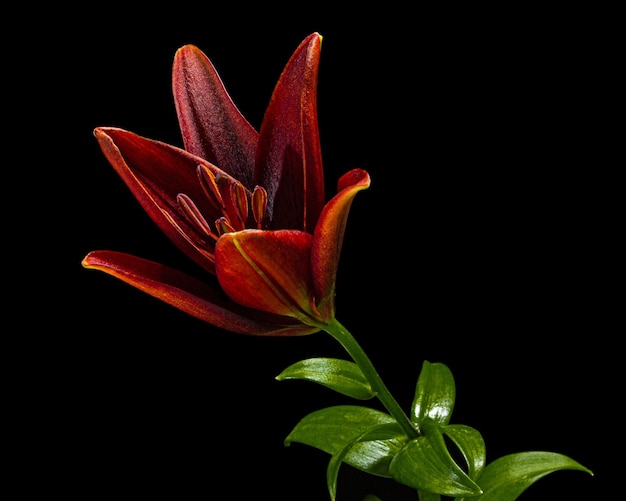 Foto flor de lirio rojo oscuro aislado sobre un fondo negro