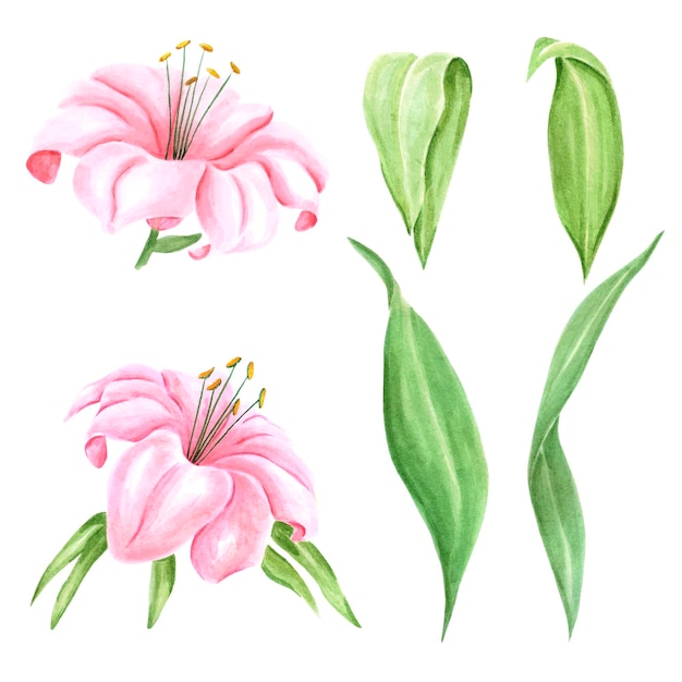 Flor de lirio rosa acuarela dibujada a mano con hojas verdes en la tarjeta postal de banner de etiqueta de cartel blanco