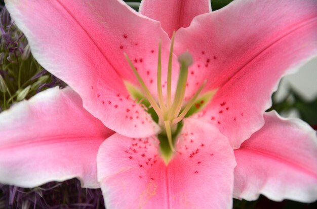 Flor de lirio rosa para el fondo