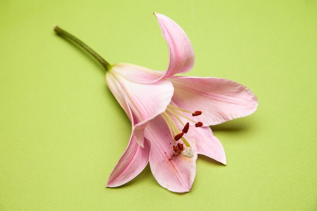 Flor de lirio rosa fresca sobre fondo verde