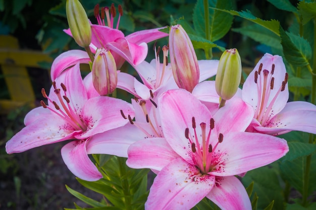 Flor de lirio rosa