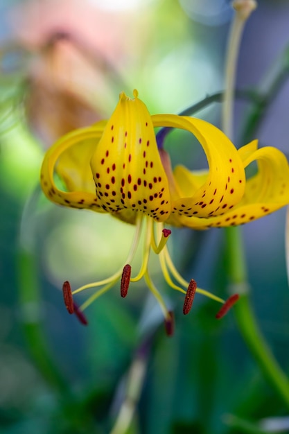 Flor de lirio de tigre con pétalos amarillos en una fotografía macro de luz de puesta de sol de verano