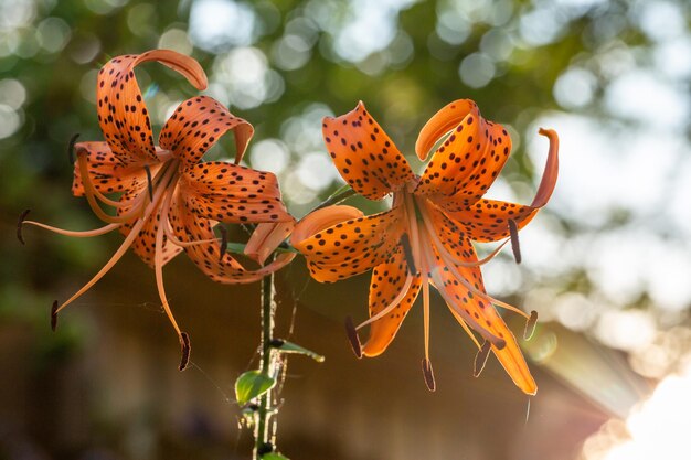 Flor de lirio de tigre con pétalos de naranja en una fotografía macro de luz de puesta de sol de verano.