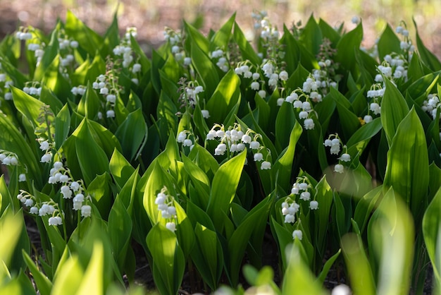 Flor de lirio de los valles (Convallaria majalis)