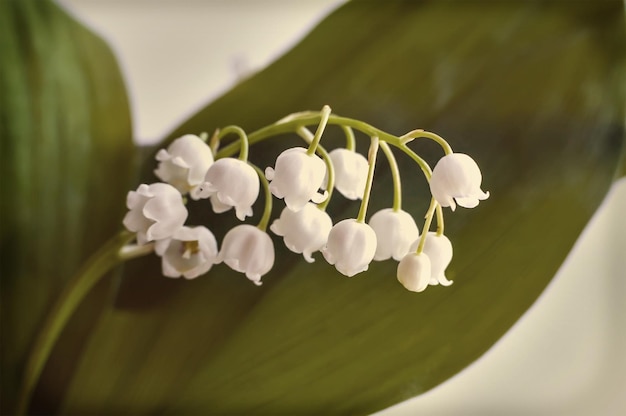 flor de lirio de los valles