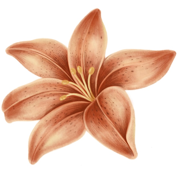 La flor de lirio vintage es transparente en png