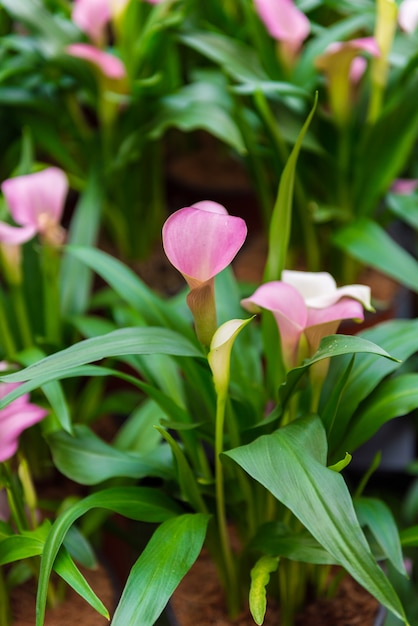 Flor de lirio