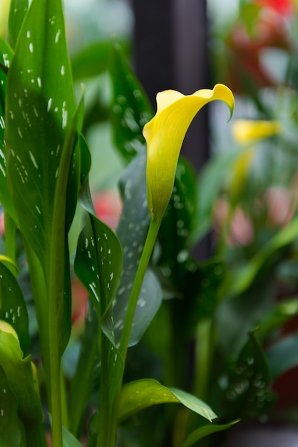 Flor de lirio