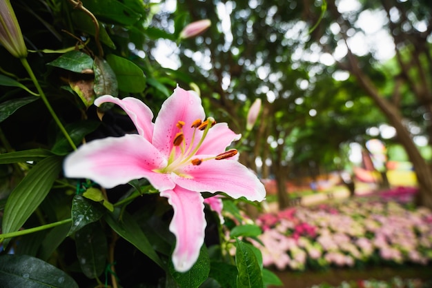 Flor del lirio