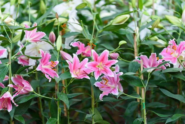 Flor del lirio