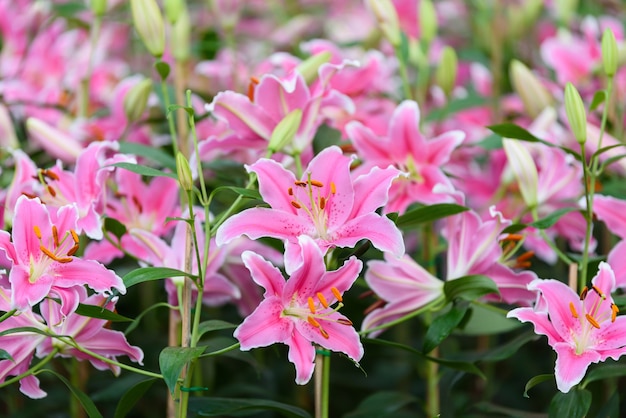 Flor del lirio