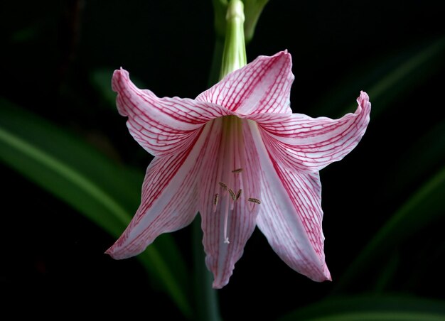 Foto flor del lirio