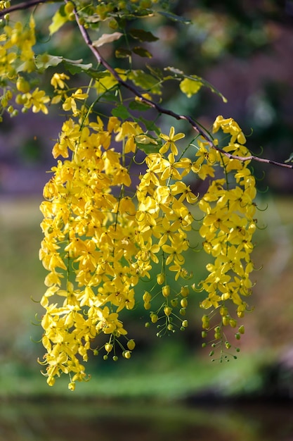 Flor de lluvia dorada que florece en primavera