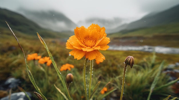 Una flor bajo la lluvia con las montañas al fondo