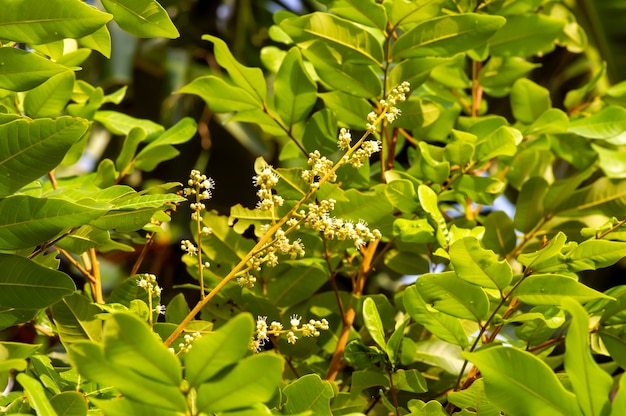 Flor de longan (Dimocarpus longan), una especie de árbol tropical que produce frutos comestibles