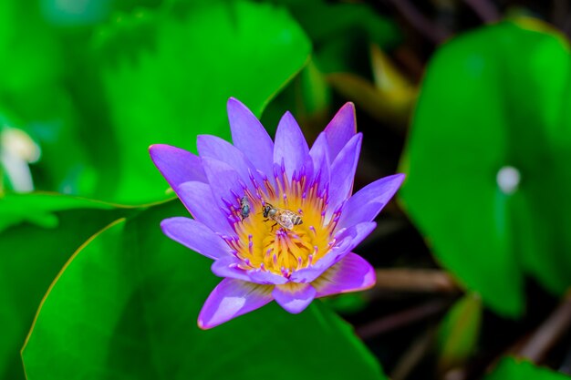 Flor de loto y abeja