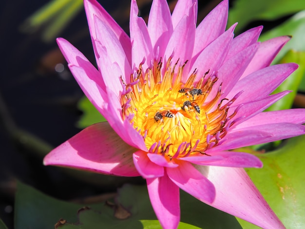 Flor de loto y abejas en luz de la mañana