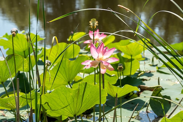 Flor de loto de agua rosa. En verano crece en el lago. Hermosa vista.