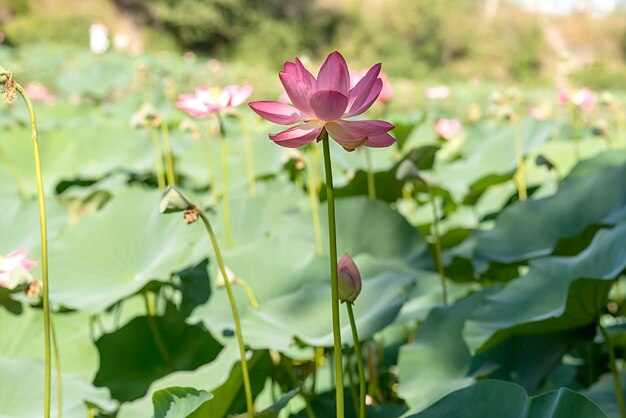 Flor de loto de agua rosa. En verano crece en el lago.