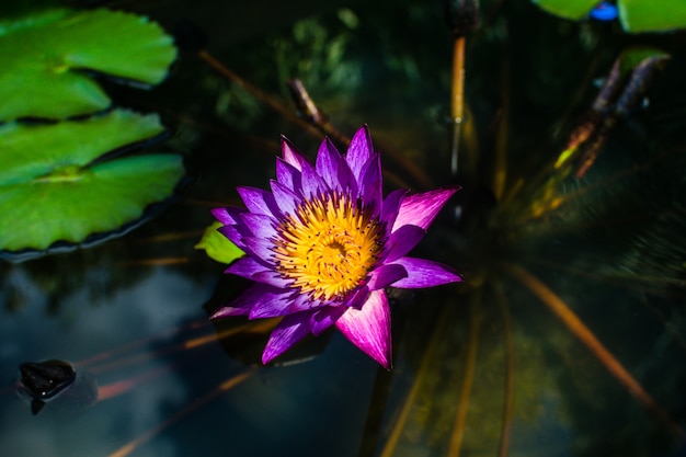 flor de loto en el agua