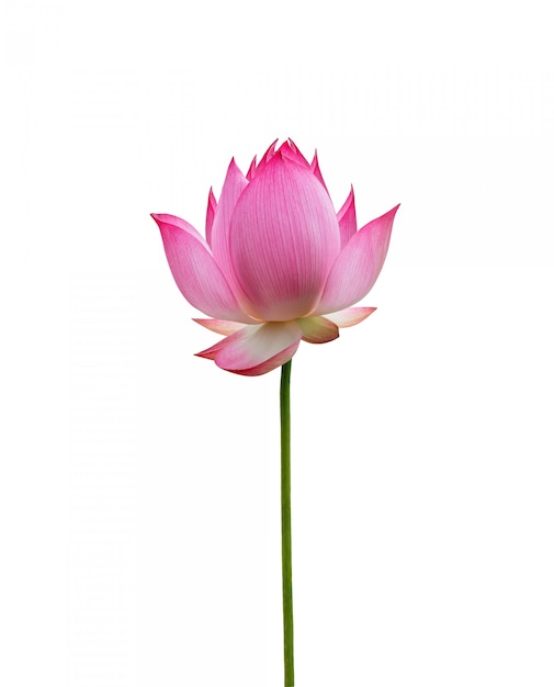 Foto flor de loto aislada sobre fondo blanco. el archivo contiene un trazado de recorte tan fácil de trabajar.