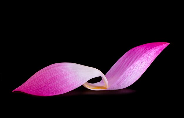 Flor de loto aislada sobre fondo negro.