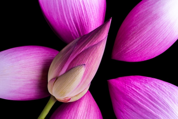 Flor de loto aislada sobre fondo negro.