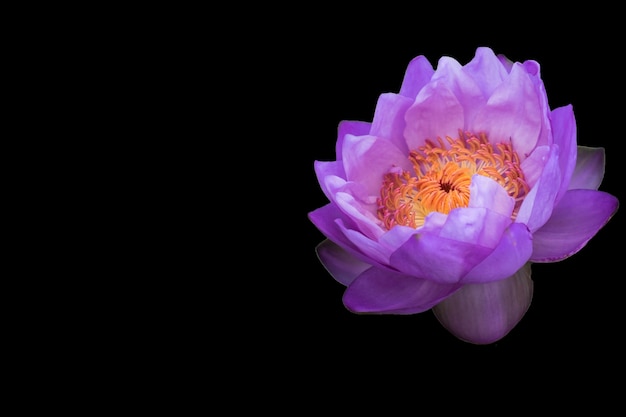 flor de loto aislado