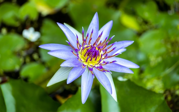 La flor de loto azul se eleva por encima del nivel del agua y florece en el estanque del jardín matutino