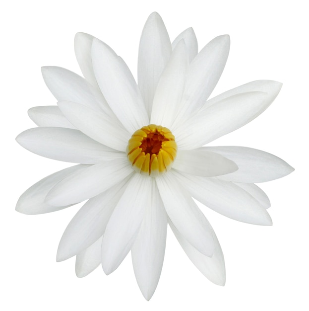 Flor de loto blanca aislada sobre un fondo blanco