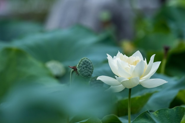 Flor de loto blanca en plena floración en verano hermoso escenario natural