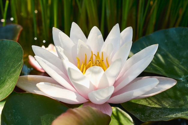 Flor de loto blanca