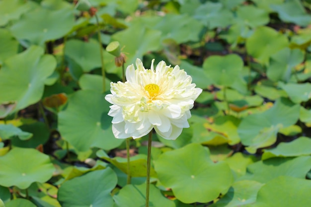 Flor de loto blanco Hermosos pétalos